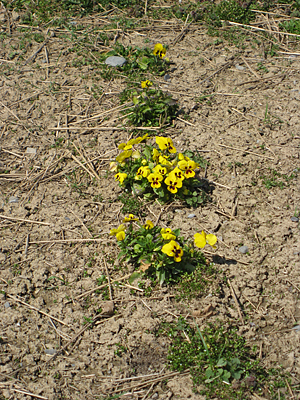 pansy mulched